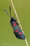 Burnet Moth